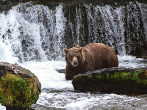 2022 : Les 19 meilleures activités à faire à Kodiak, selon un local